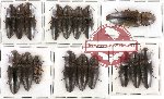 Scientific lot no. 31 Elateridae (17 pcs)