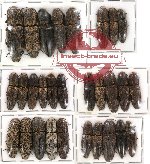 Scientific lot no. 29 Elateridae (29 pcs)