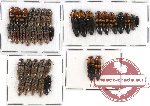 Scientific lot no. 28 Elateridae (37 pcs)