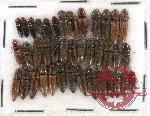 Scientific lot no. 36 Elateridae (40 pcs)