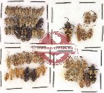 Scientific lot no. 101 Heteroptera (58 pcs)