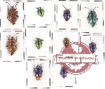 Scientific lot no. 94 Heteroptera (10 pcs A, A-, A2)