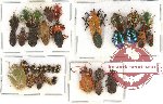 Scientific lot no. 114 Heteroptera (35 pcs)