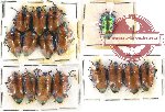 Scientific lot no. 87 Heteroptera - Scutellarinae (16 pcs A2)