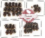 Scientific lot no. 99 Heteroptera - Cydnidae (42 pcs)