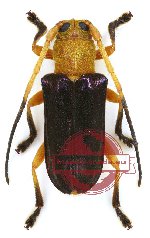 Glenea astathiformis