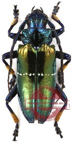 Sphingnotus mirabilis splendens (A2)