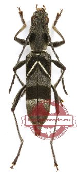 Demonax polyzonus