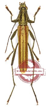 Demonax decipiens (A2)