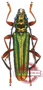 Aphrodisium niisatoi