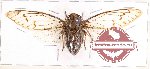 Cicada sp. 2