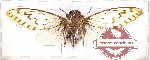 Cicadidae sp. 29