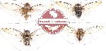 Scientific lot no. 5 Cicadidae (4 pcs)