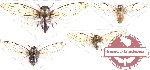 Scientific lot no. 3 Cicadidae (4 pcs - 1 pc A-)