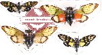 Scientific lot no. 4 Cicadidae (4 pcs A-, A2)