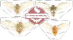 Scientific lot no. 2 Cicadidae (4 pcs A-, A2)