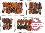 Homoptera Scientific lot no. 14 (54 pcs)