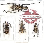 Scientific lot no. 25 Anthribidae (4 pcs)