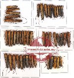 Scientific lot no. 34 Cerambycidae (48 pcs)