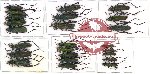 Scientific lot no. 26 Cerambycidae (Callichromatini) (24 pcs A2)