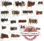 Scientific lot no. 31 Cerambycidae (120 pcs A-, A2)