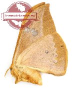 Cricula trifenestrata tenggarensis