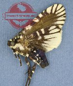 Noctuidae sp. 1 (A2)