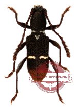 Epipedocera sp. 1