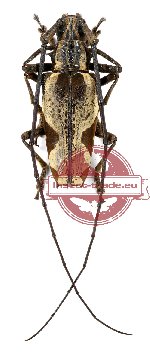 Parepepeotes togatus (A-)