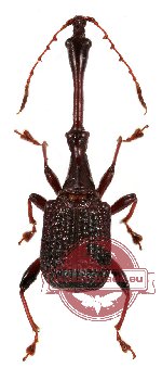 Attelabidae sp. 1