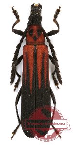 Erythrus rhombeus ssp. paucirufus