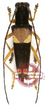 Glenea anticepunctata (A2)