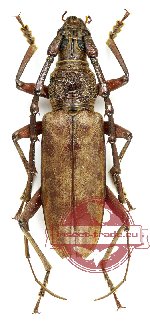 Hoplocerambyx spinicornis