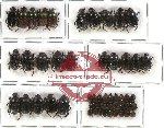 Scientific lot no. 151 Coprophaga (Onthophagini) (51 pcs)