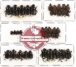 Scientific lot no. 152 Coprophaga (Onthophagini) (39 pcs)