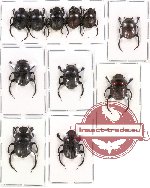 Scientific lot no. 157 Coprophaga (Gymnopleurus) (11 pcs)