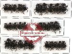 Scientific lot no. 176 Coprophaga (Onthophagini) (30 pcs)