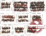 Scientific lot no. 1 Attelabidae (153 pcs)