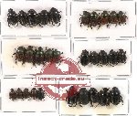 Scientific lot no. 158 Coprophaga (Onthophagini) (30 pcs A2)