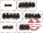 Scientific lot no. 159 Coprophaga (Onthophagini) (35 pcs A2)