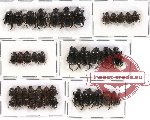 Scientific lot no. 154 Coprophaga (Onthophagini) (41 pcs)