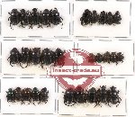 Scientific lot no. 153 Coprophaga (Onthophagini) (30 pcs)