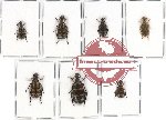 Scientific lot no. 23 Meloidae (7 pcs)