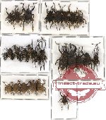 Scientific lot no. 67A Curculionidae (25 pcs)