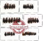 Scientific lot no. 104 Carabidae (mostly Lebiinae) (36 pcs)