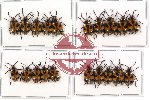 Scientific lot no. 75 Chrysomelidae (20 pcs)