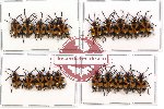 Scientific lot no. 75 Chrysomelidae (20 pcs)