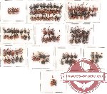 Scientific lot no. 2 Attelabidae (132 pcs)