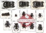 Scientific lot no. 181 Coprophaga (17 pcs)