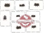 Scientific lot no. 143 Coprophaga (Onthophagini) (22 pcs)